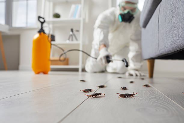 Post-Treatment Bed Bug Interceptor Monitoring in East Lansing